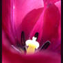 ...Tulip...