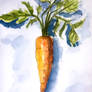 a carrot