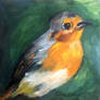 robin bird