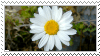 Stamp Flower 1