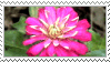 Stamp Flower 233