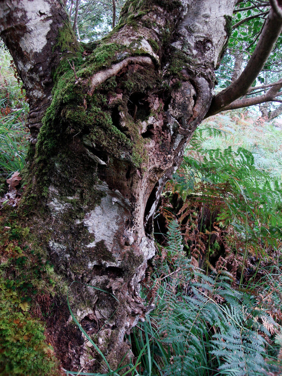 Forest Guardian