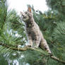 Little Cat On A Tree