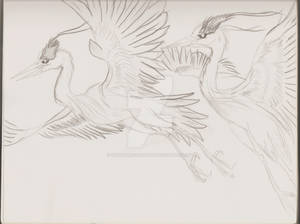 A pair of Cranes sketch