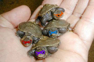 TMNT