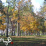 Autumn @ Westgate Park II