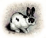Cute bunny by P-Jaworska