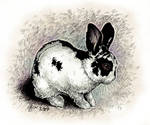 Cute bunny by Victoria-Poloniae