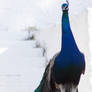 peacock  3