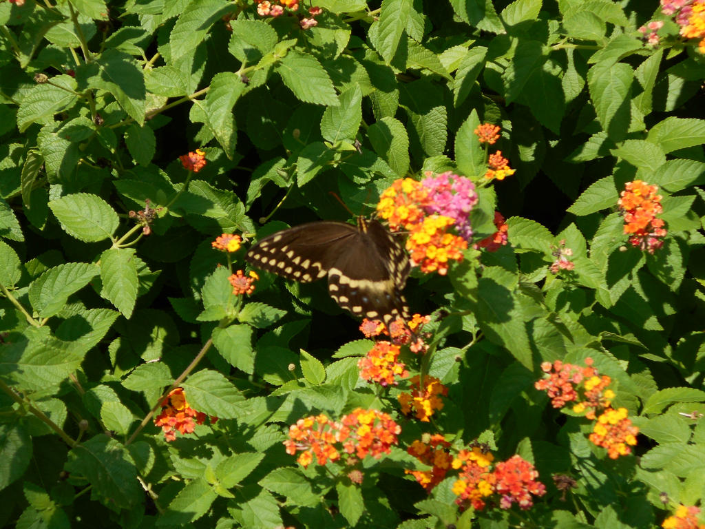 Park Butterfly