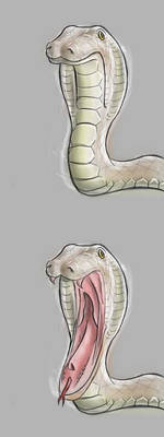 Long-mouthed Snake