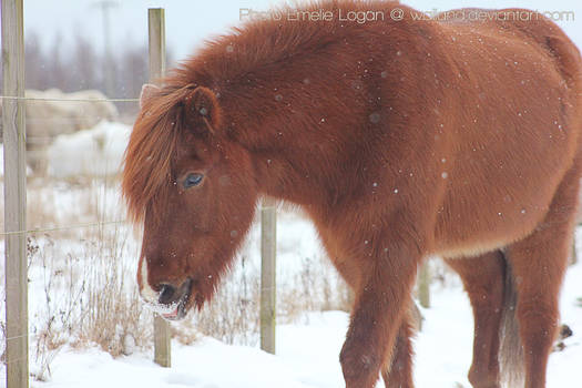 Horse in snow 3