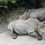 zoo05 hippos