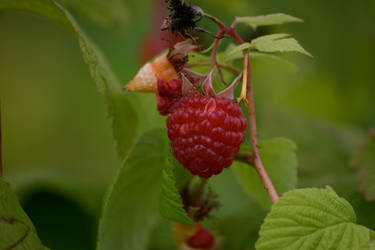 Framboises dans un champ...