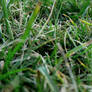 Grass 2.