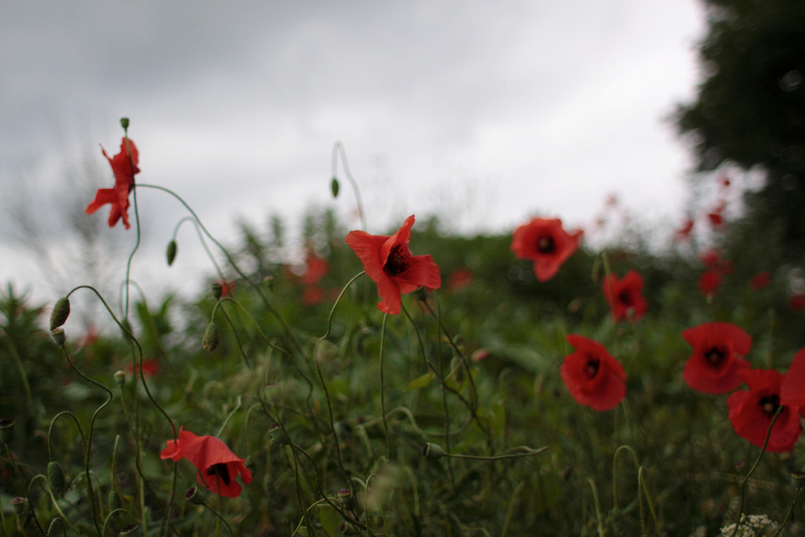 Wild Wild Flowers