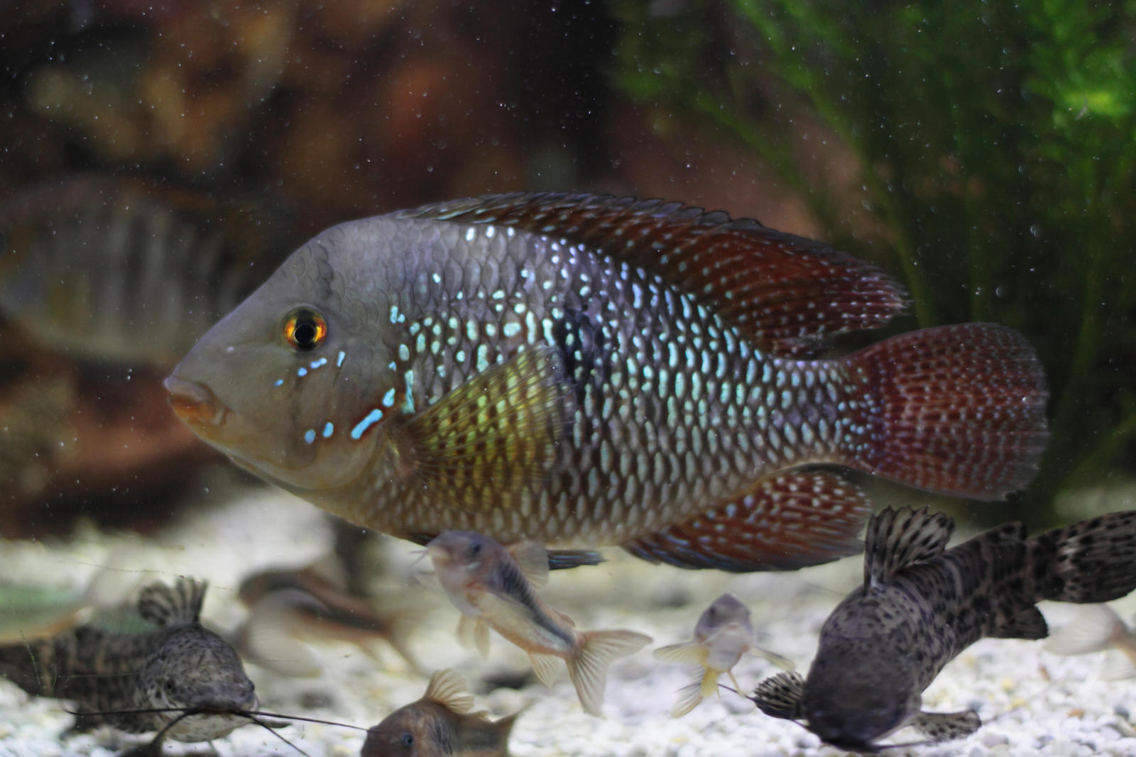 Brazilian Geophagus