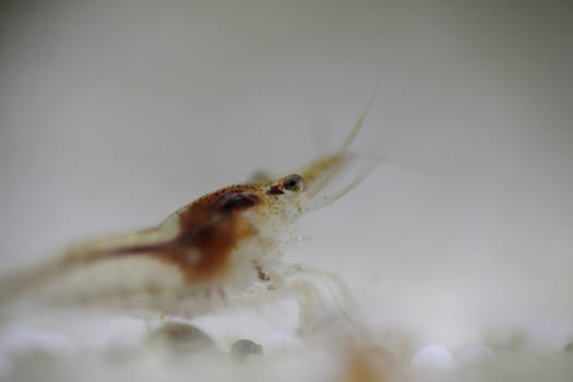 Explore The Best Shrimptank Art Deviantart Explore The Best Shrimptank Art Deviantart