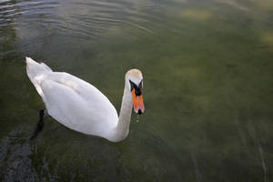 Swanin