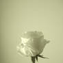 White Rose II