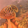 Mushroom Sunset