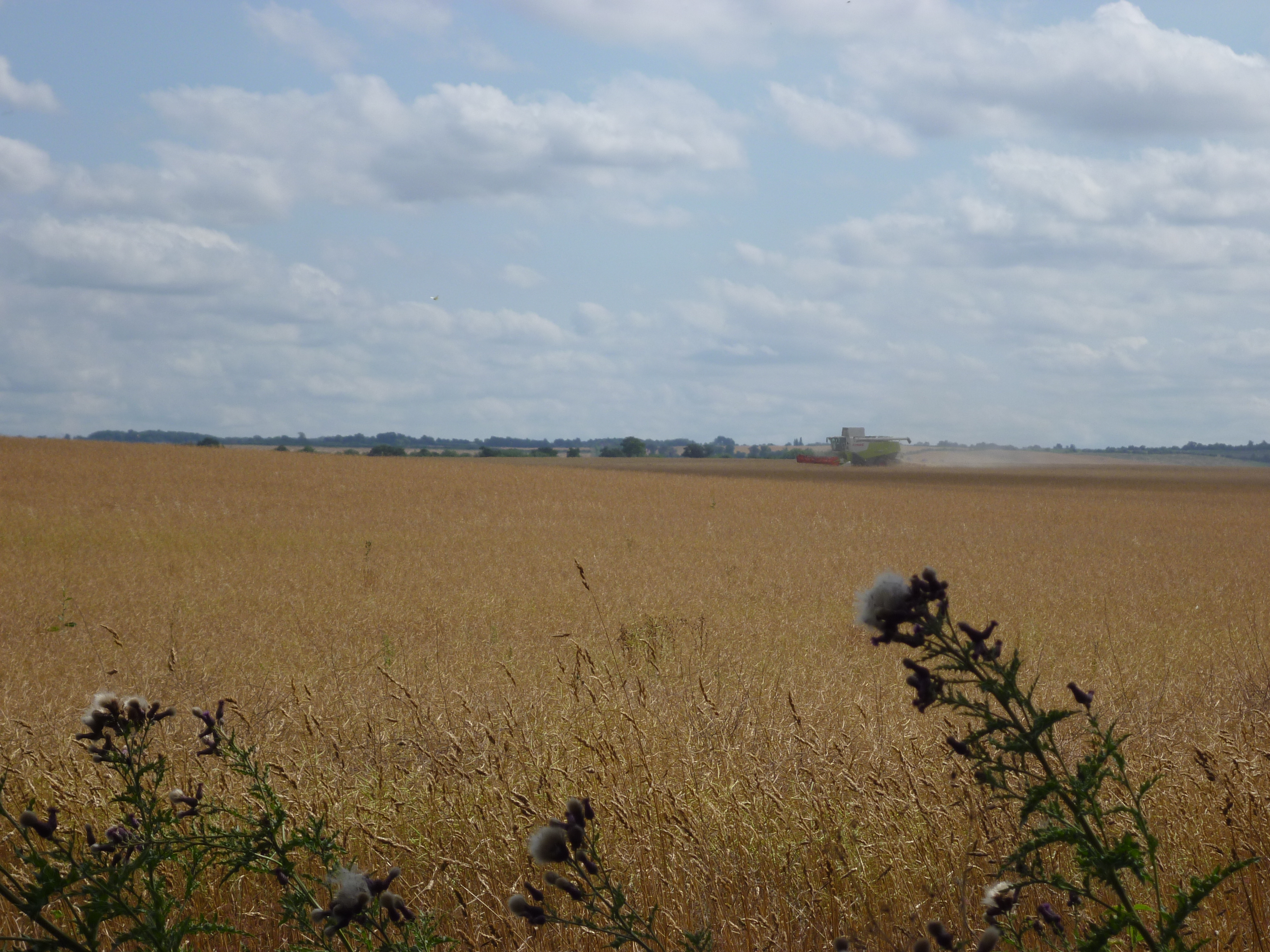 Harvest Time