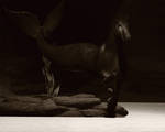 shy waterhorse by CatONineTales