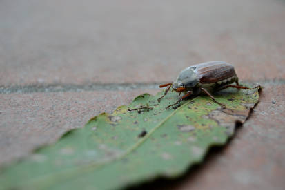 Beetle