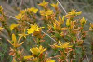 St John's wort