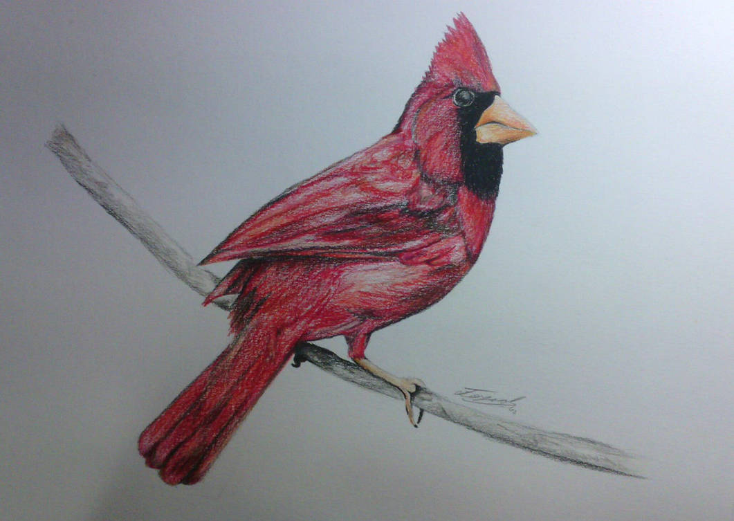 Alexisonfire Old Crows Young Cardinals By Dominak1 On Deviantart