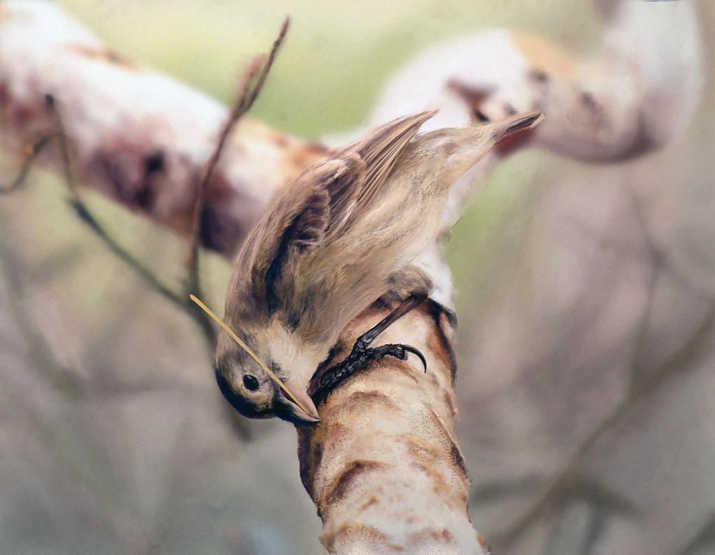 Woodpecker Finch|Study 2 by N-Deed