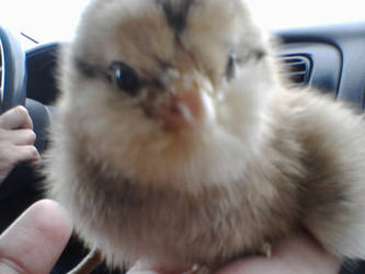 chick