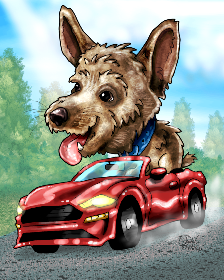 Yorkshire Terrier Caricature in Red Mustang Car by FSudol on DeviantArt Yorkshire Terrier Caricature in Red Mustang Car by FSudol on DeviantArt