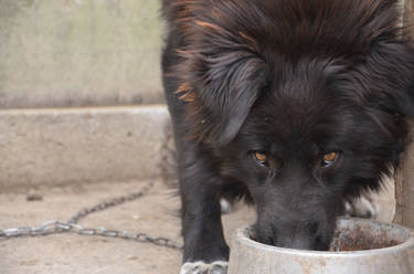 My Carpathian Shepherd Dog