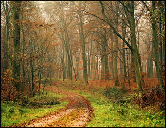 Forest path by LiveInPix