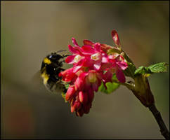 Pollen addict