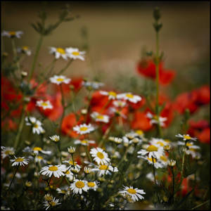 Summer beauties