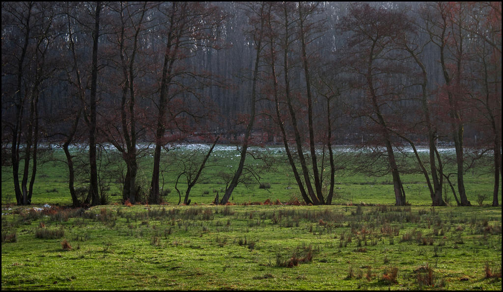 Some kind of trees...