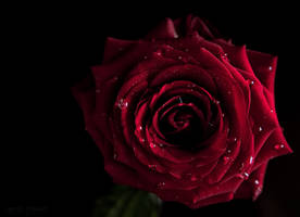 red Kiss