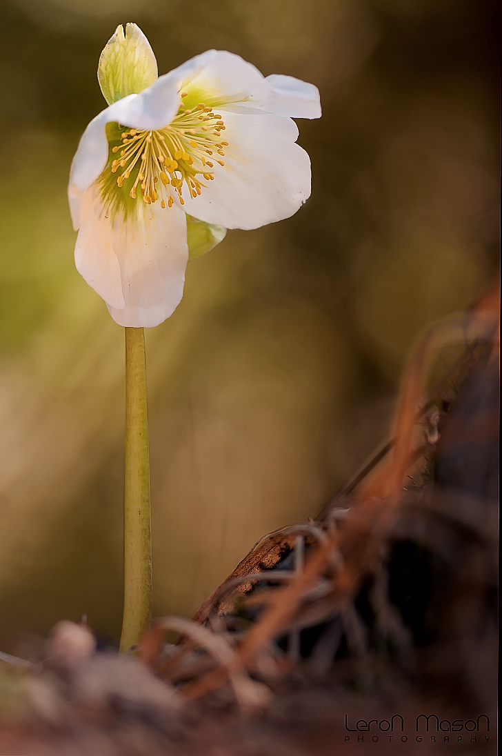 Helleborus