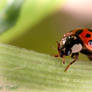 Lady_bug_2