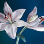 Lily_2
