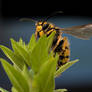 Wasp_2012_1