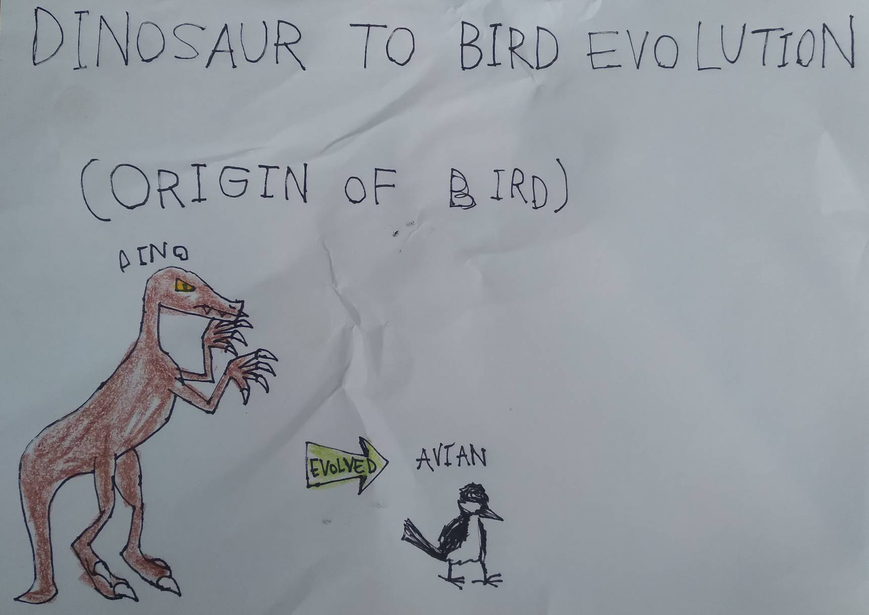Bird Evolution Deviantart Dinosaur to Bird Evolution (Origin of Birds) by Gryfieh-Alt on DeviantArt