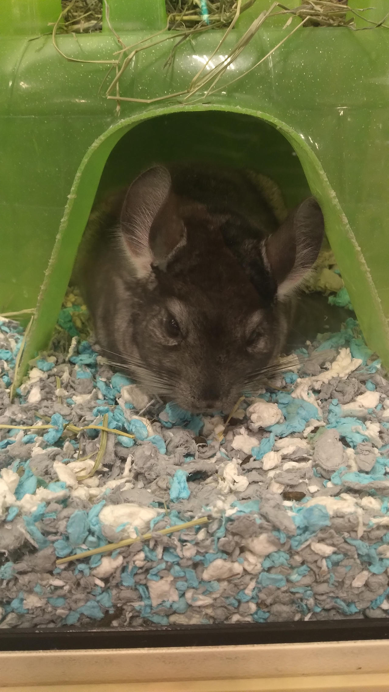 Stunning Petsmart Chinchilla Wallpaper for Desktop Stunning Petsmart Chinchilla Wallpaper for Desktop