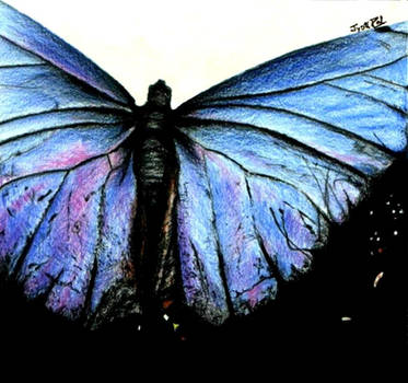 Butterfly Wings