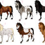 Mare Adopts