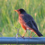 robin on the fence