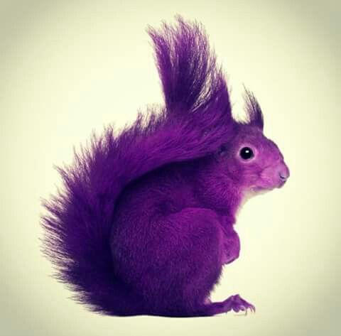 A Purple Squirrel Surly by PrincessAmulet16 on DeviantArt