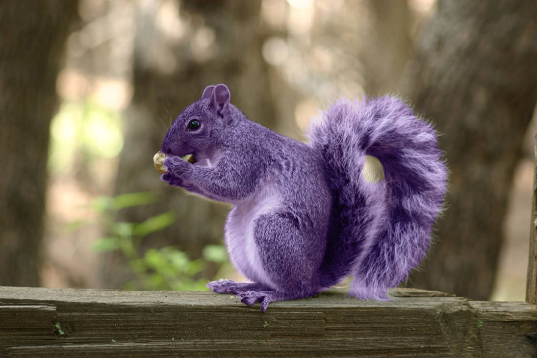 Real Purple Squirrel by PrincessAmulet16 on DeviantArt